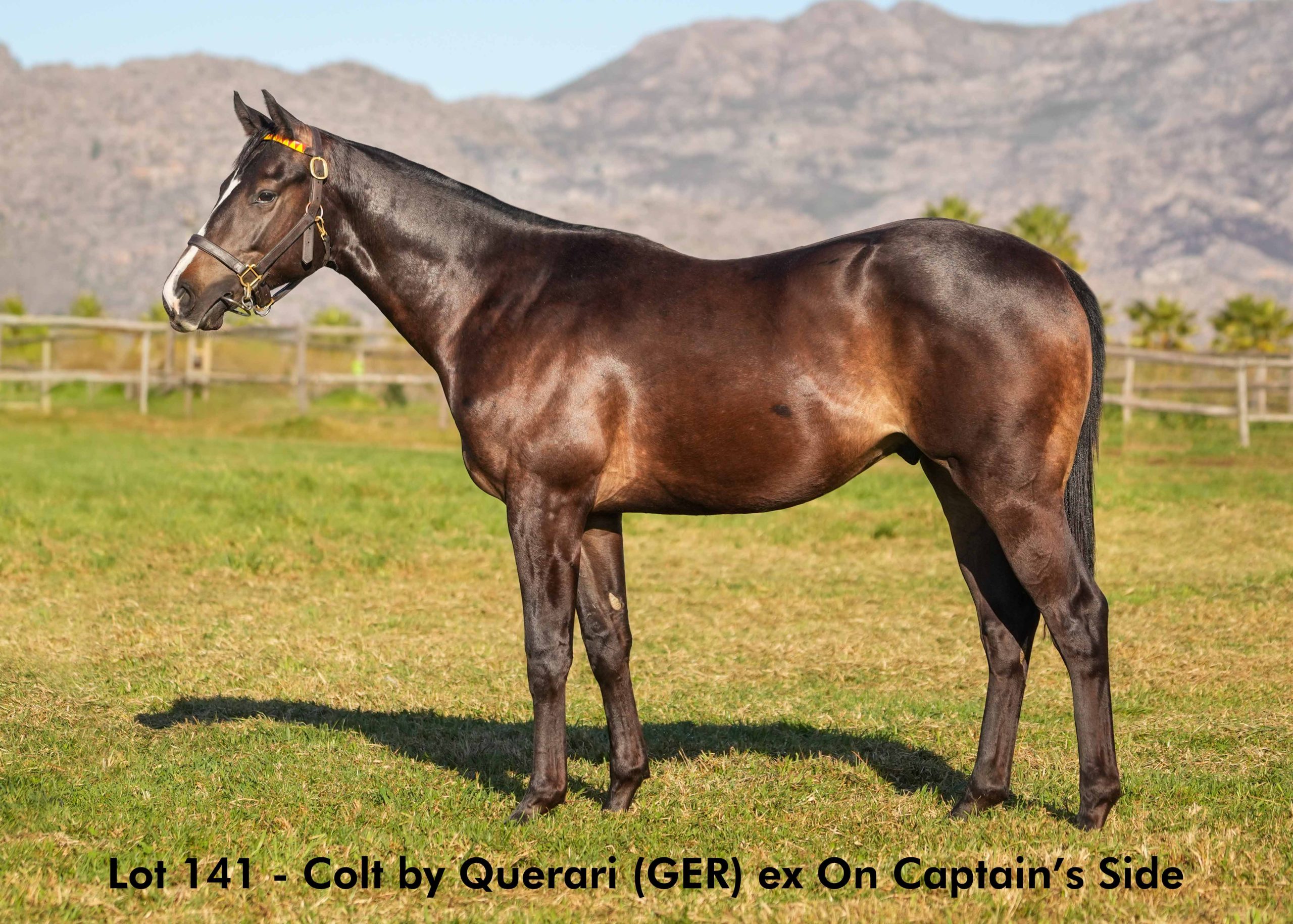 boland-stud-sales-2025-june-lot141 Lot 141 - June 2025