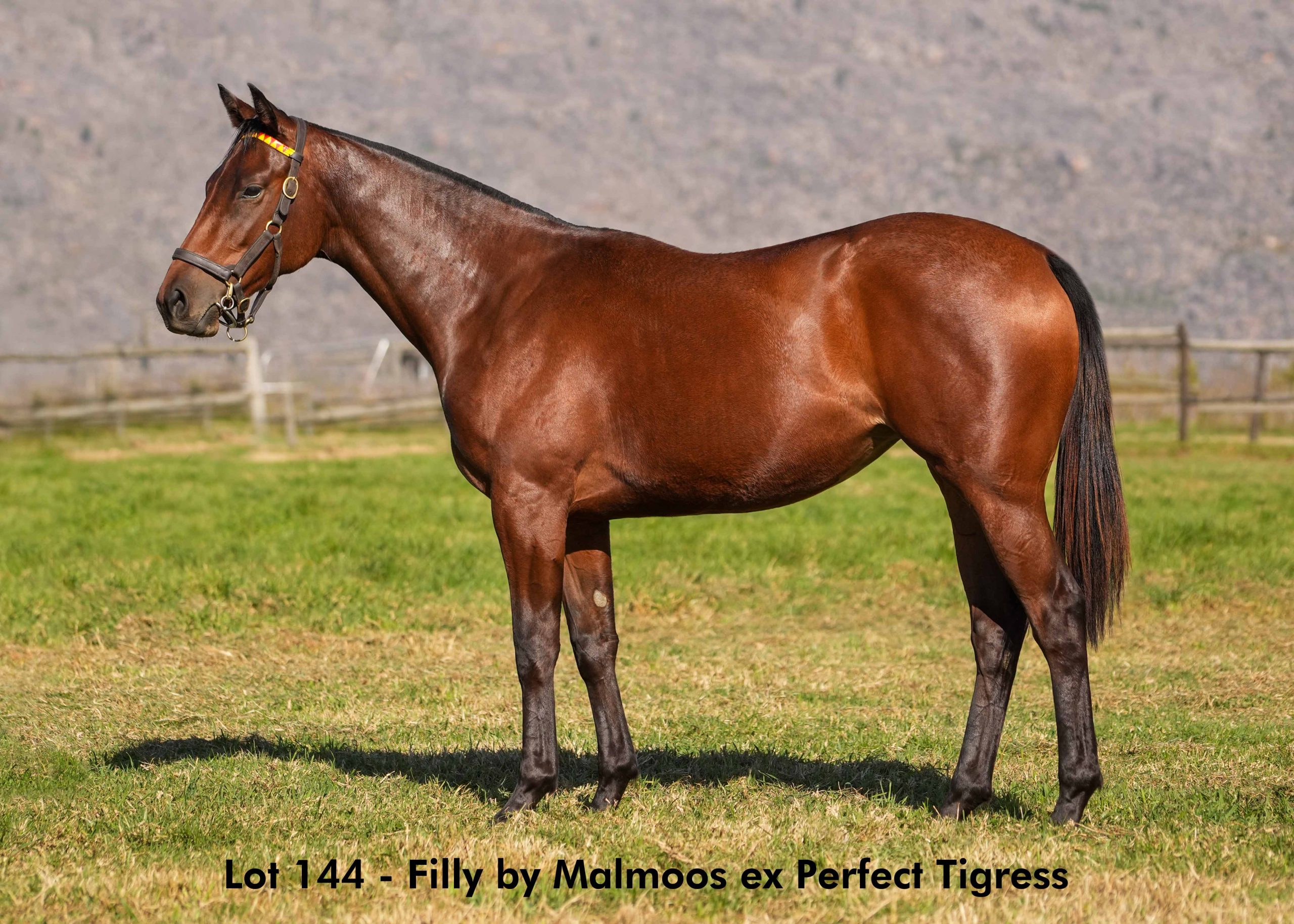 boland-stud-sales-2025-june-lot144 Lot 144 - June 2025