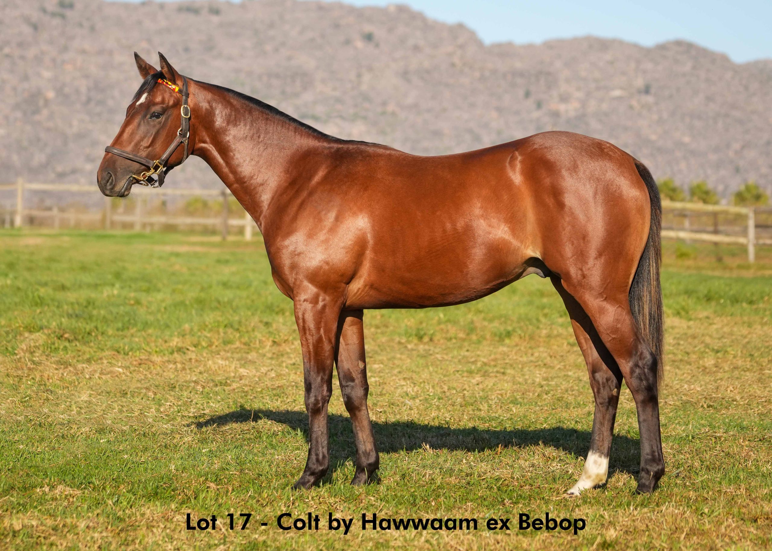 boland-stud-sales-2025-june-lot17 Lot 17 - June 2025