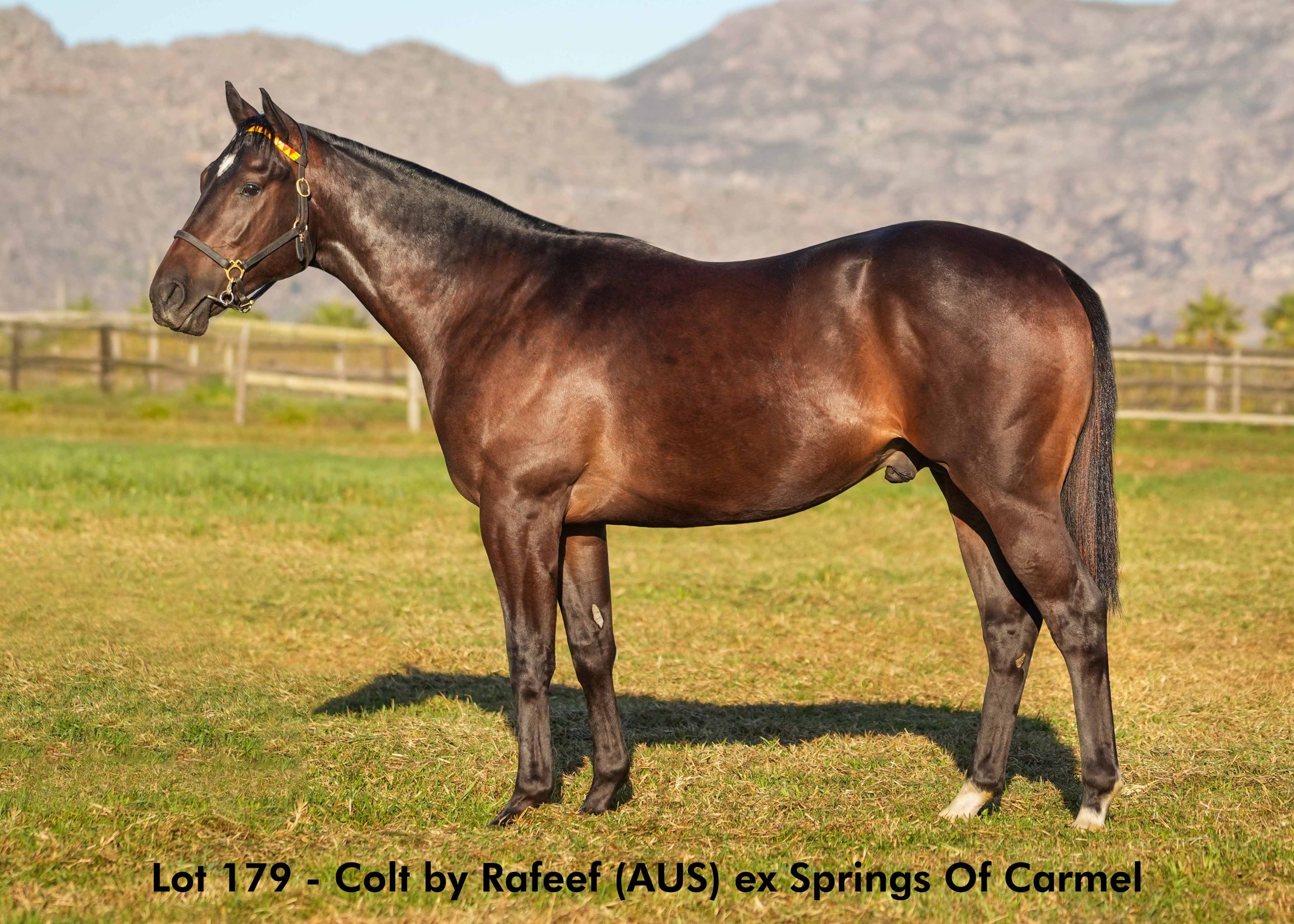 boland-stud-sales-2025-june-lot179 Lot 179 - June 2025