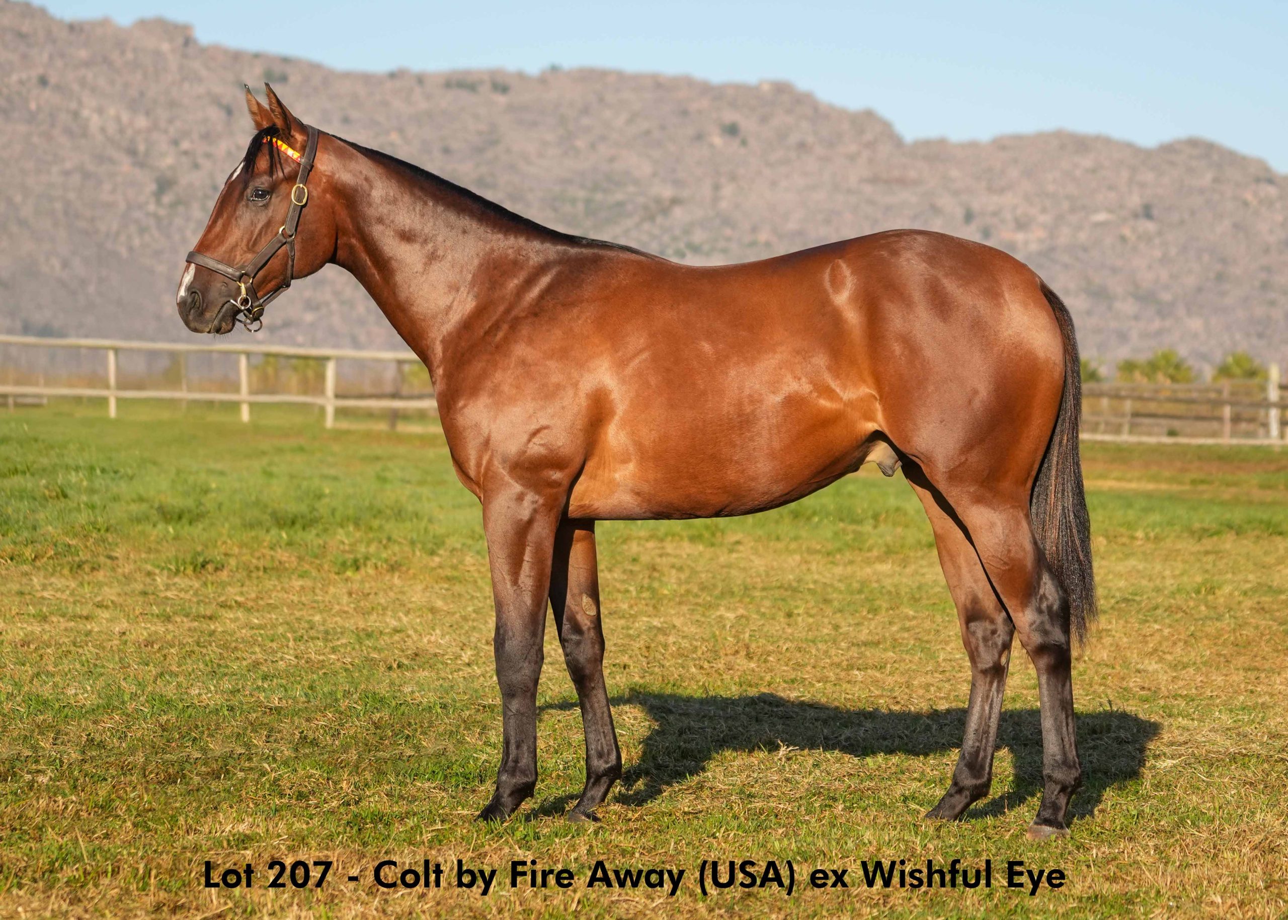 boland-stud-sales-2025-june-lot207 Lot 207 - June 2025