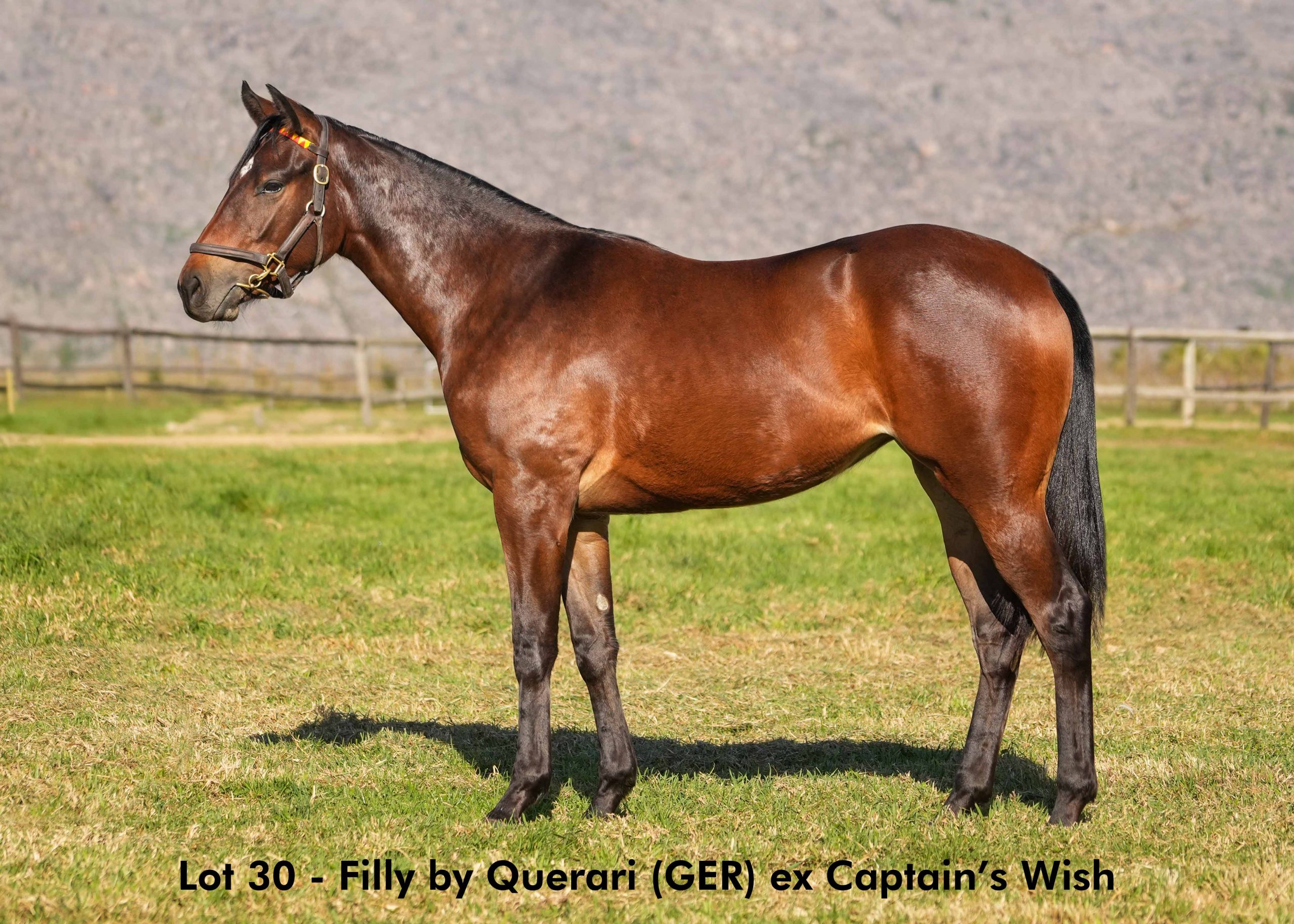 boland-stud-sales-2025-june-lot30 Lot 30 - June 2025