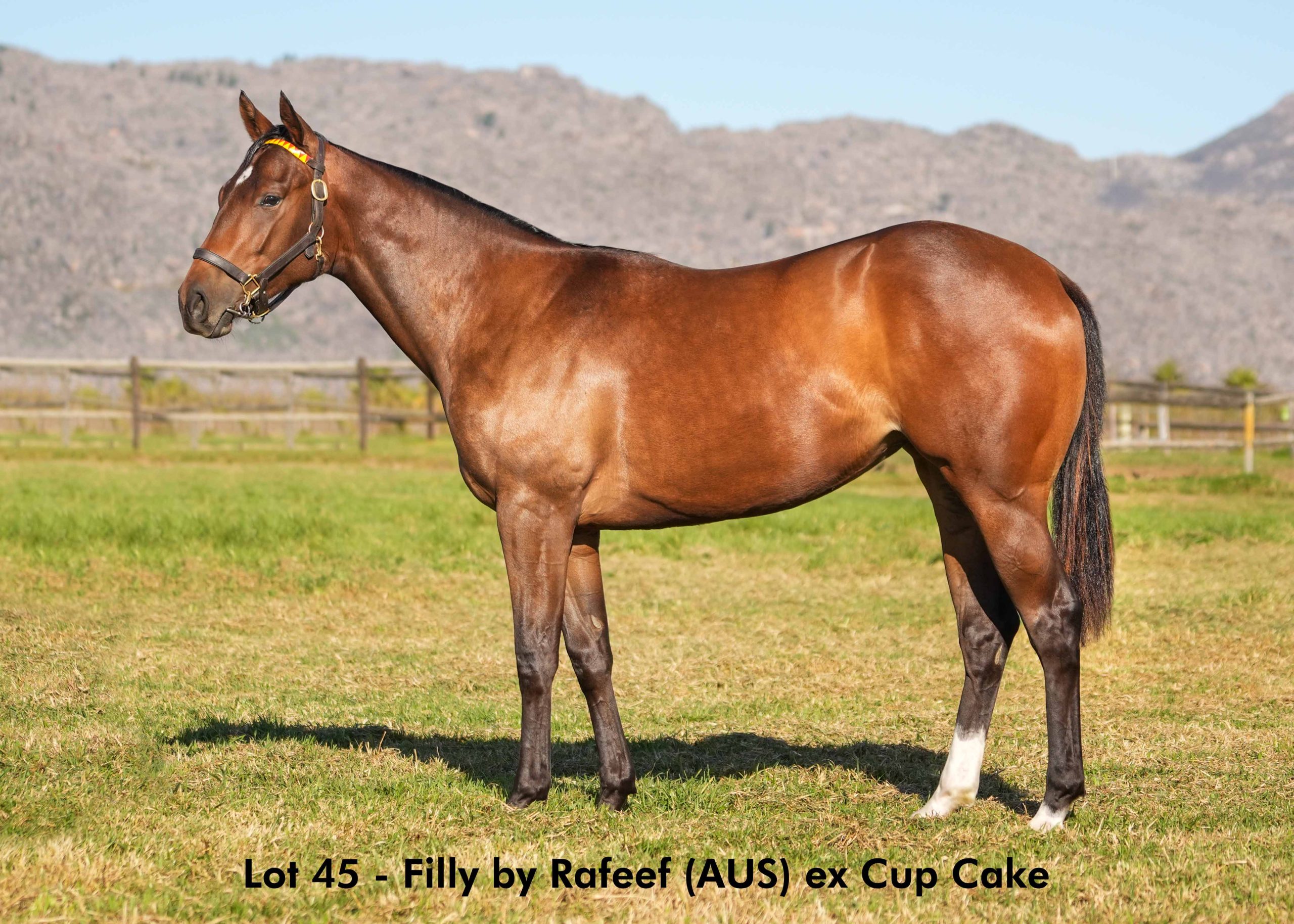 boland-stud-sales-2025-june-lot45 Lot 45 - June 2025