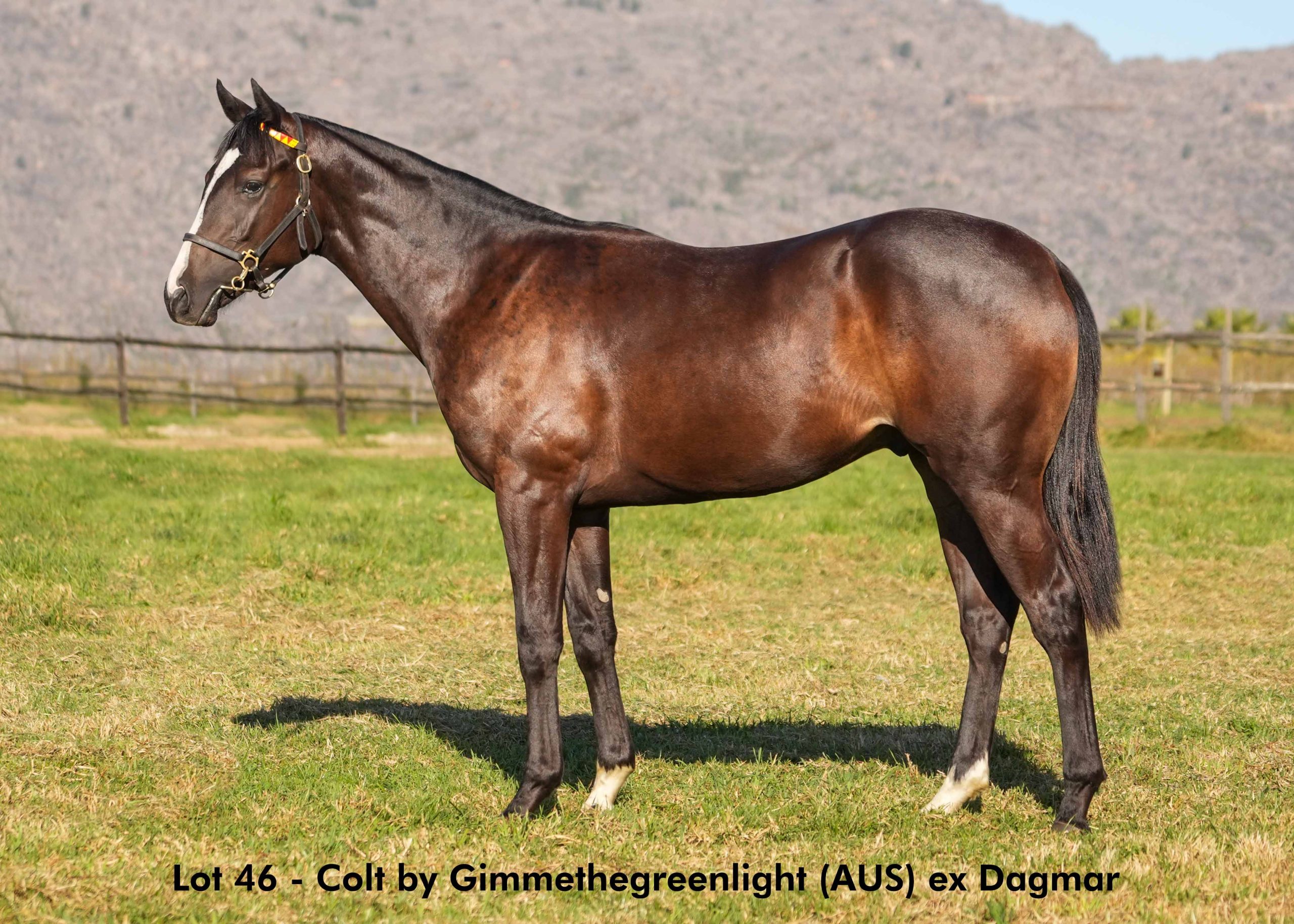 boland-stud-sales-2025-june-lot46 Lot 46 - June 2025