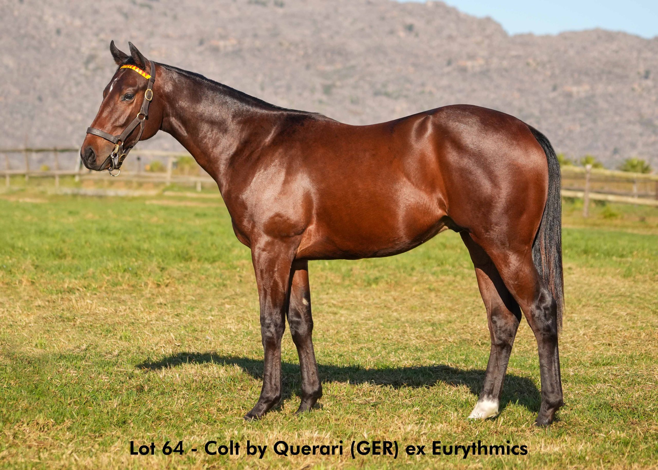 boland-stud-sales-2025-june-lot64 Lot 64 - June 2025