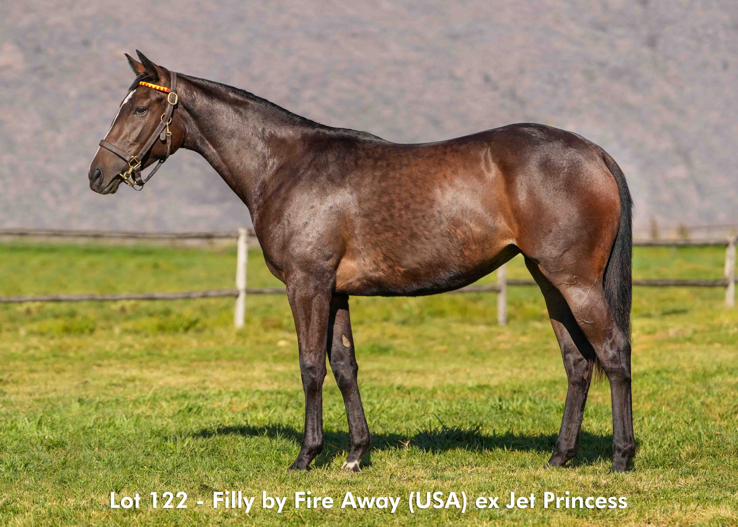 boland-stud-sales-2025-august-lot122 Lot 122