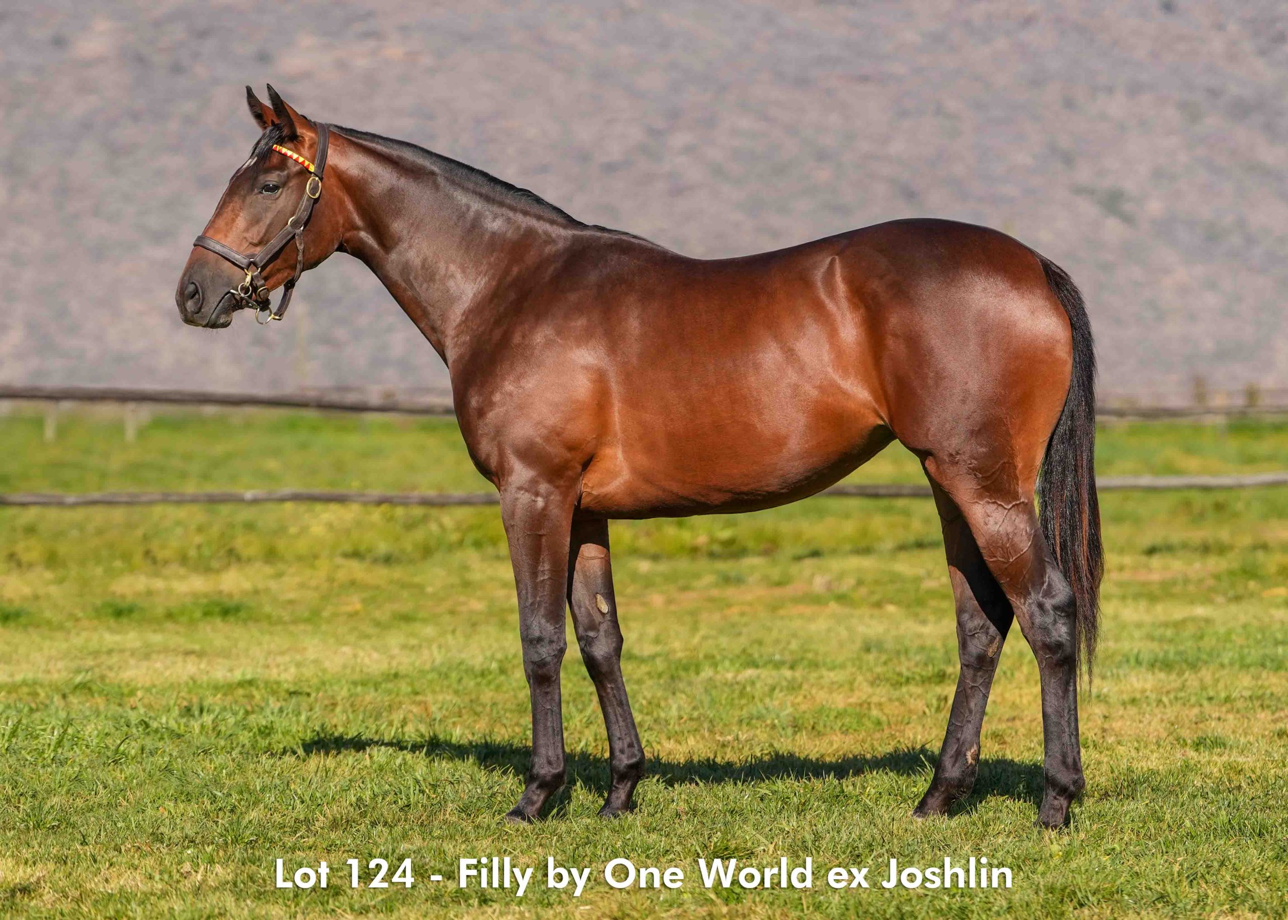 boland-stud-sales-2025-august-lot124 Lot 124