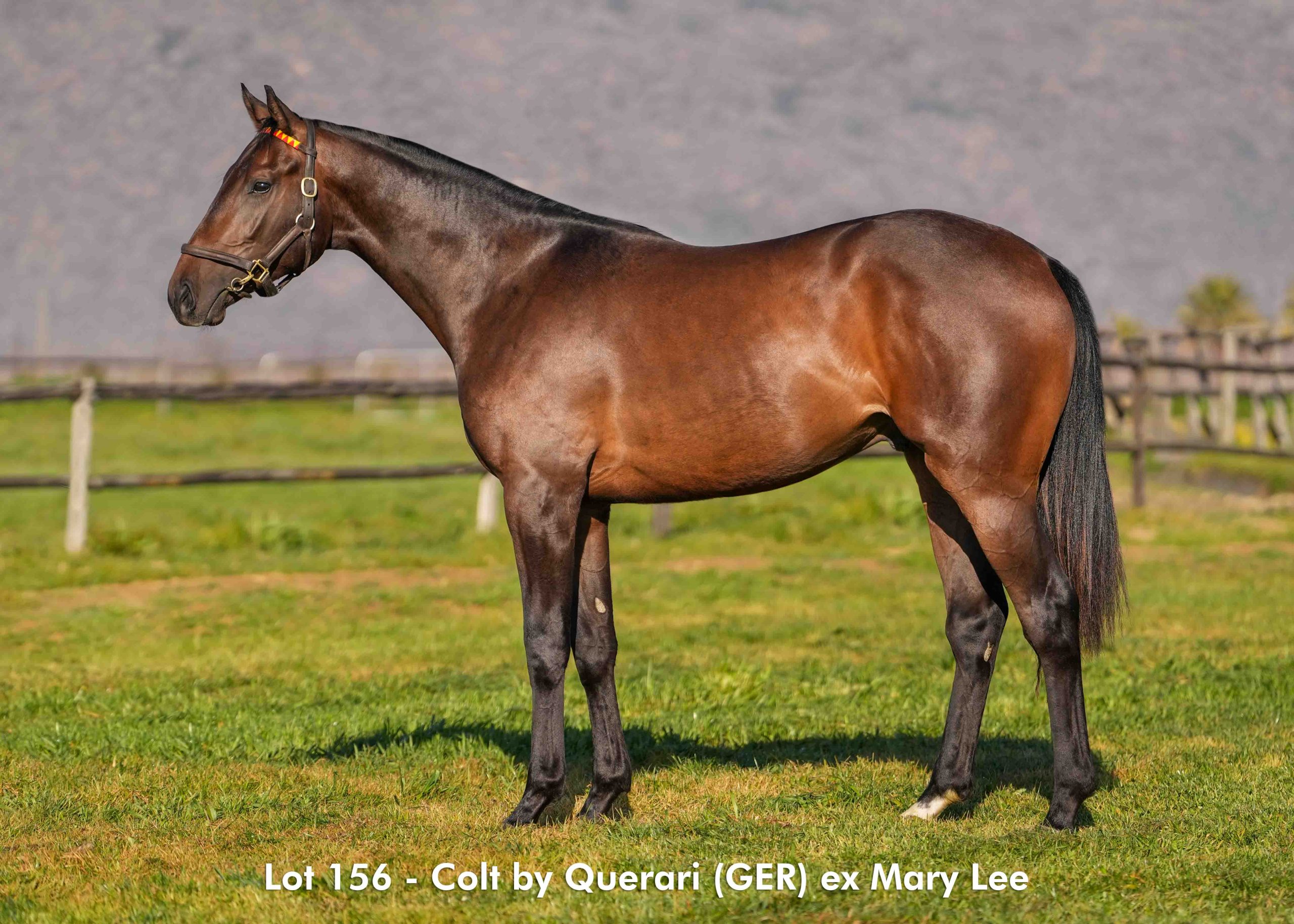 boland-stud-sales-2025-august-lot156 Lot 156