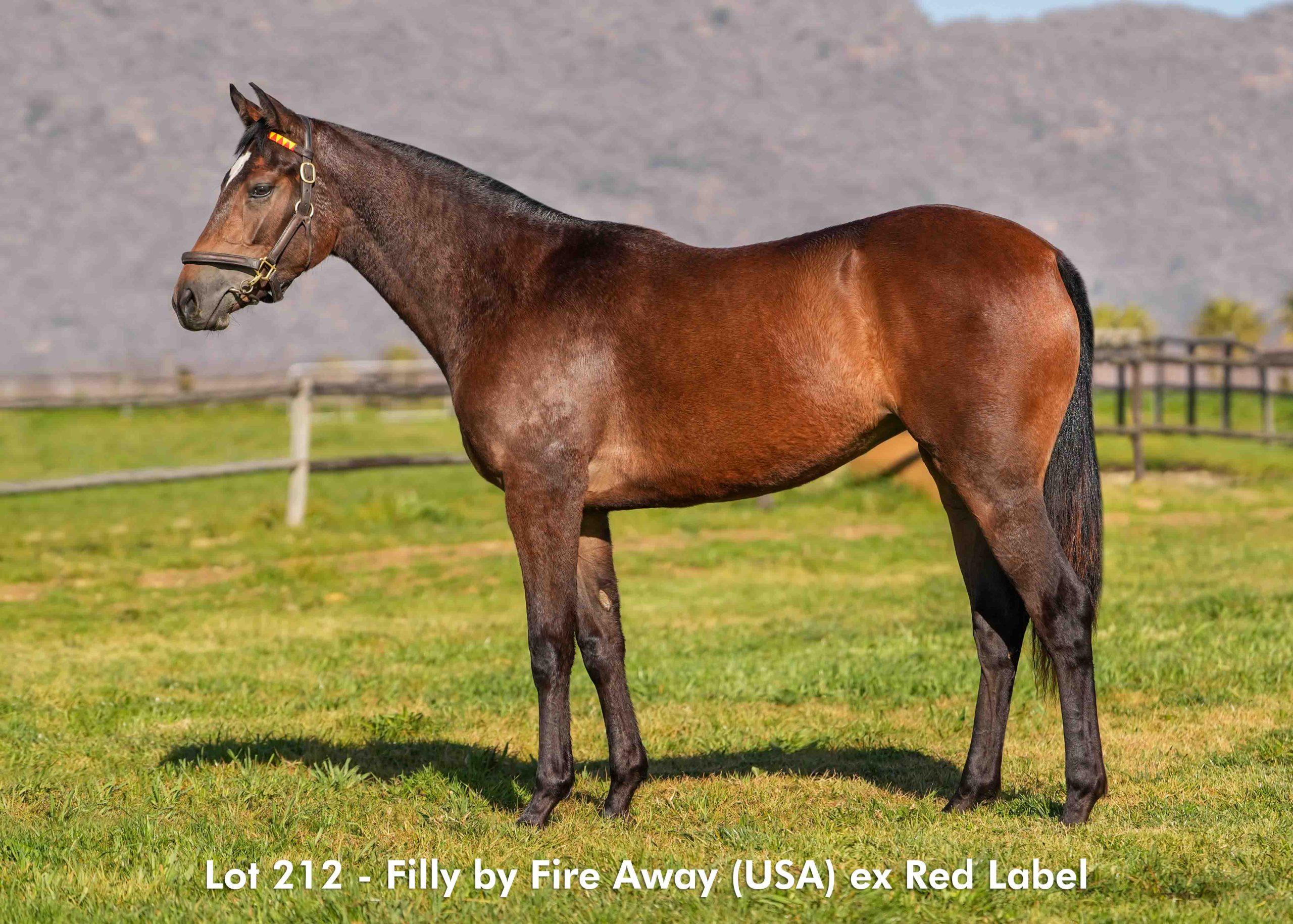 boland-stud-sales-2025-august-lot212 Lot 212