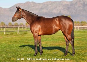 Lot 37 - August 2025