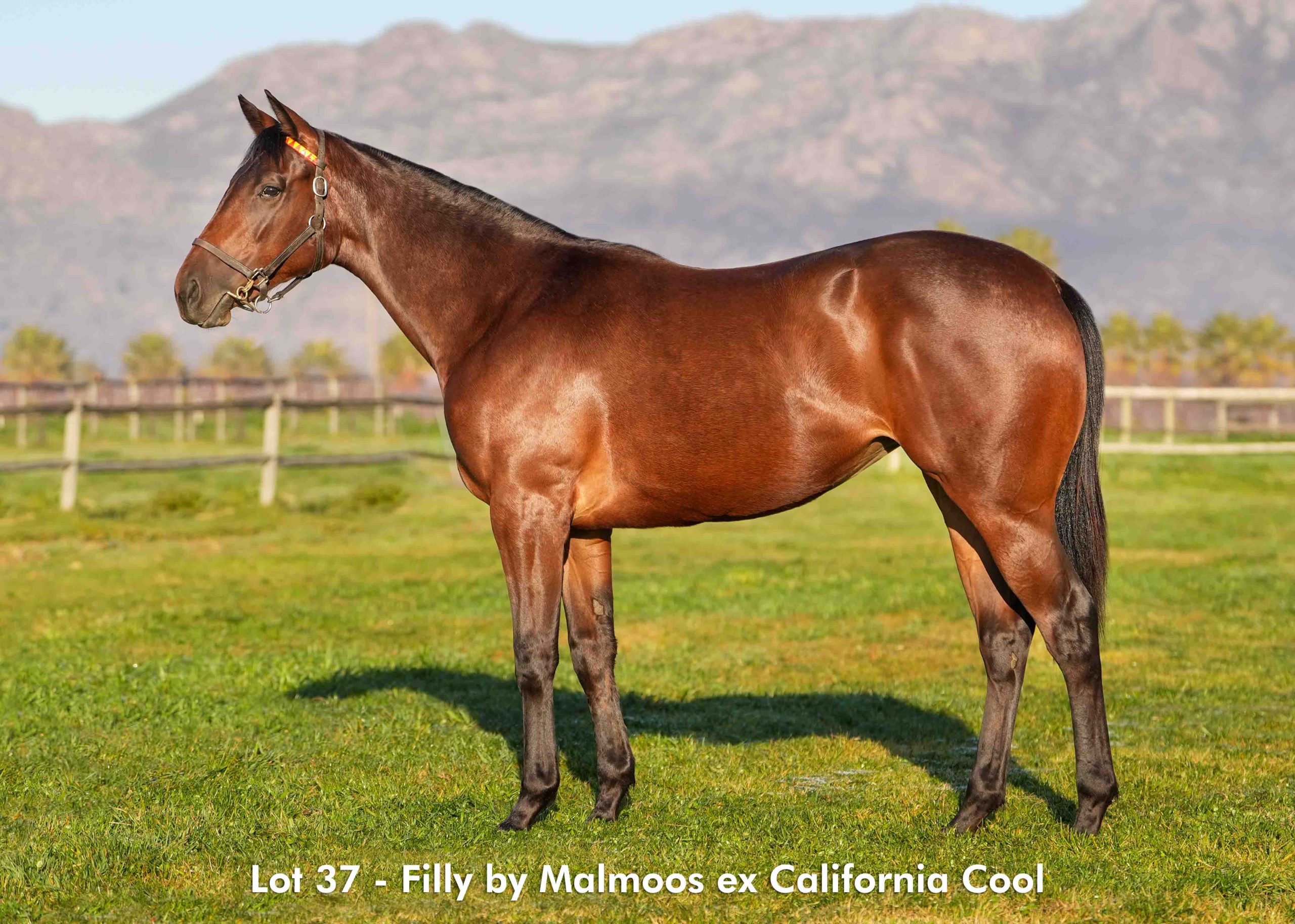 boland-stud-sales-2025-august-lot37 Lot 37 - August 2025