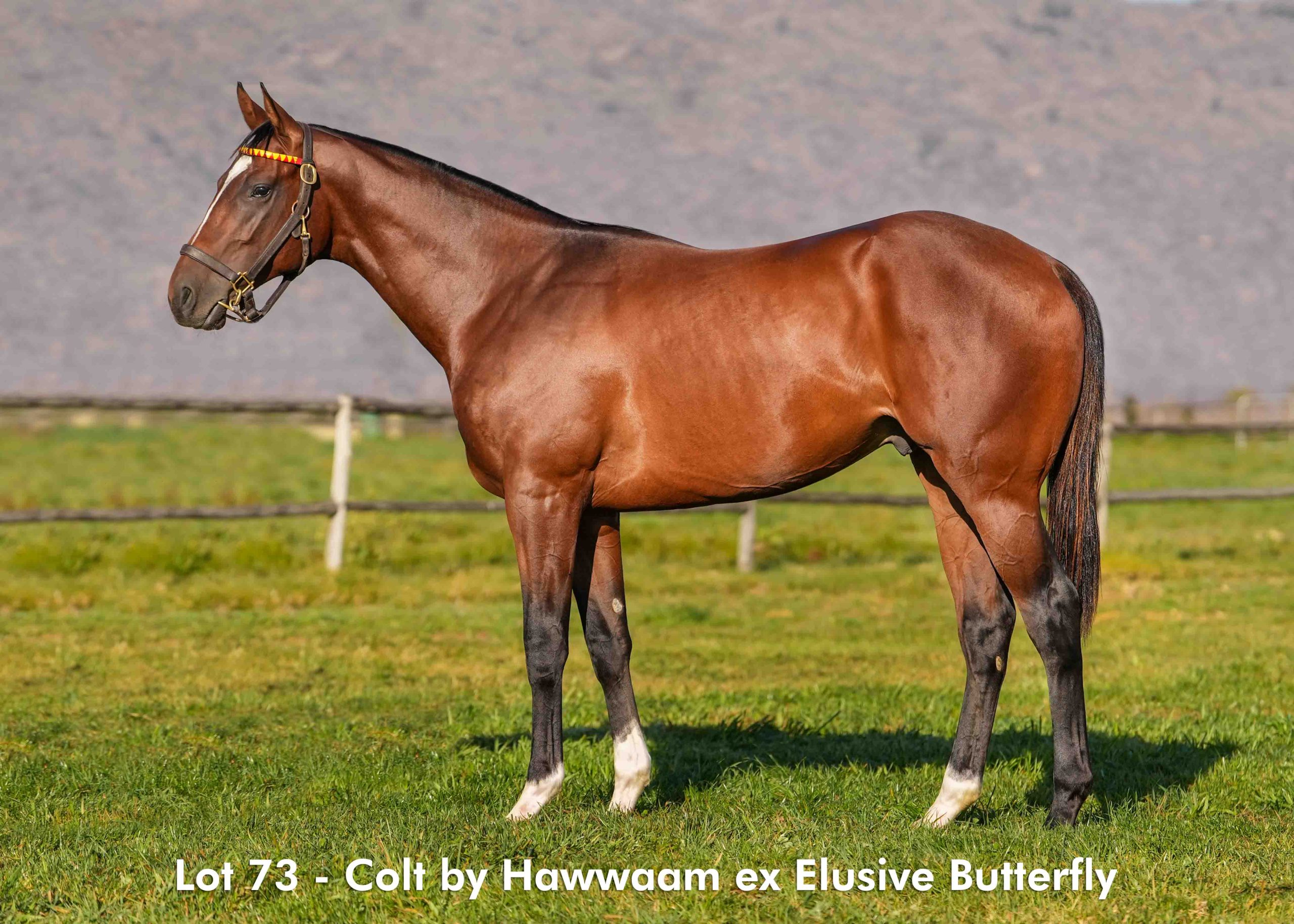 boland-stud-sales-2025-august-lot73 Lot 73 - August 2025