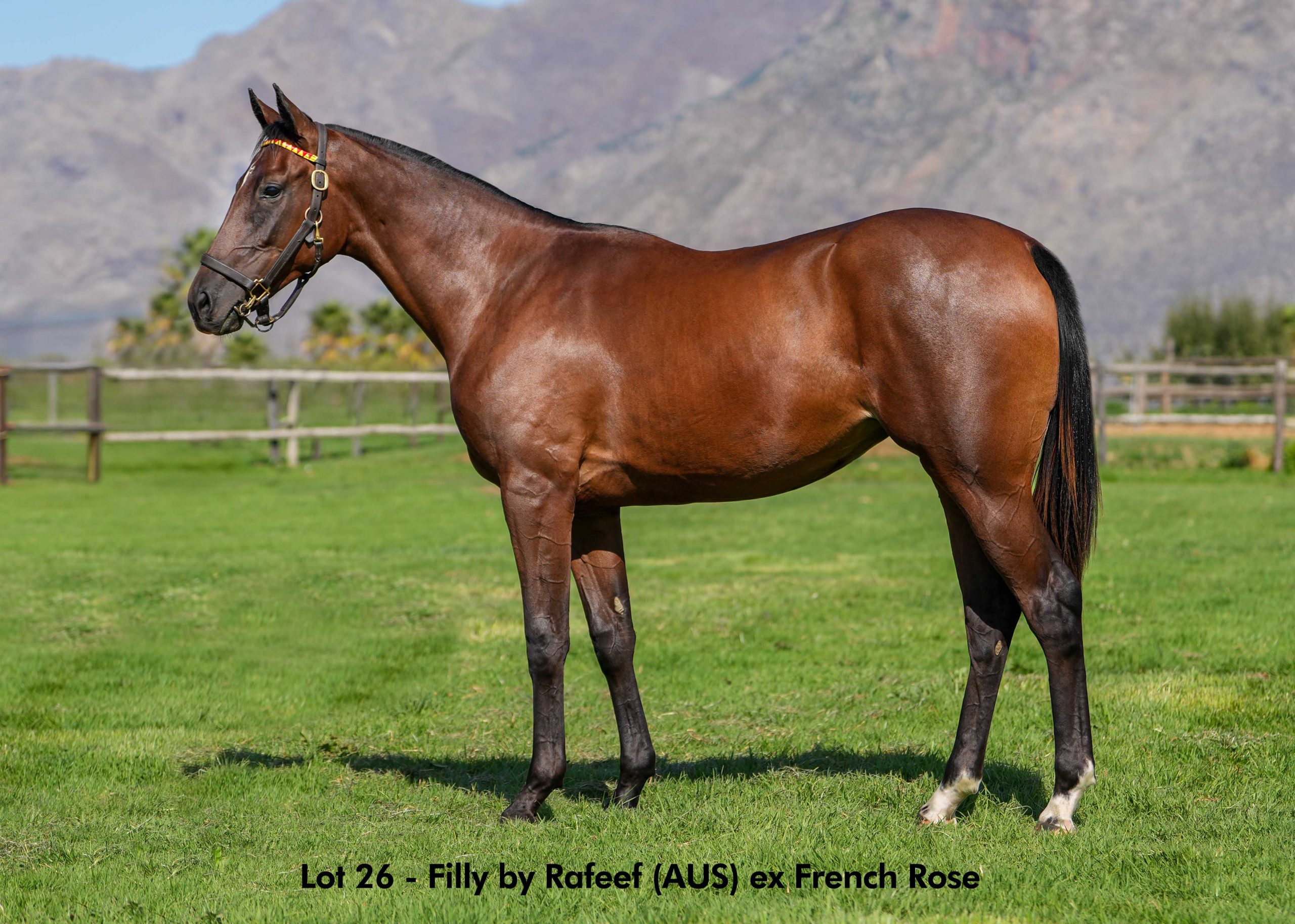 Lot 26