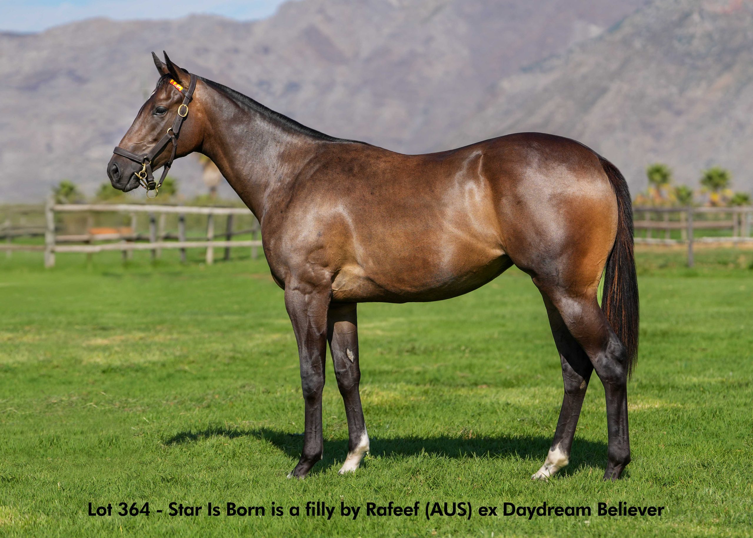 Lot 364