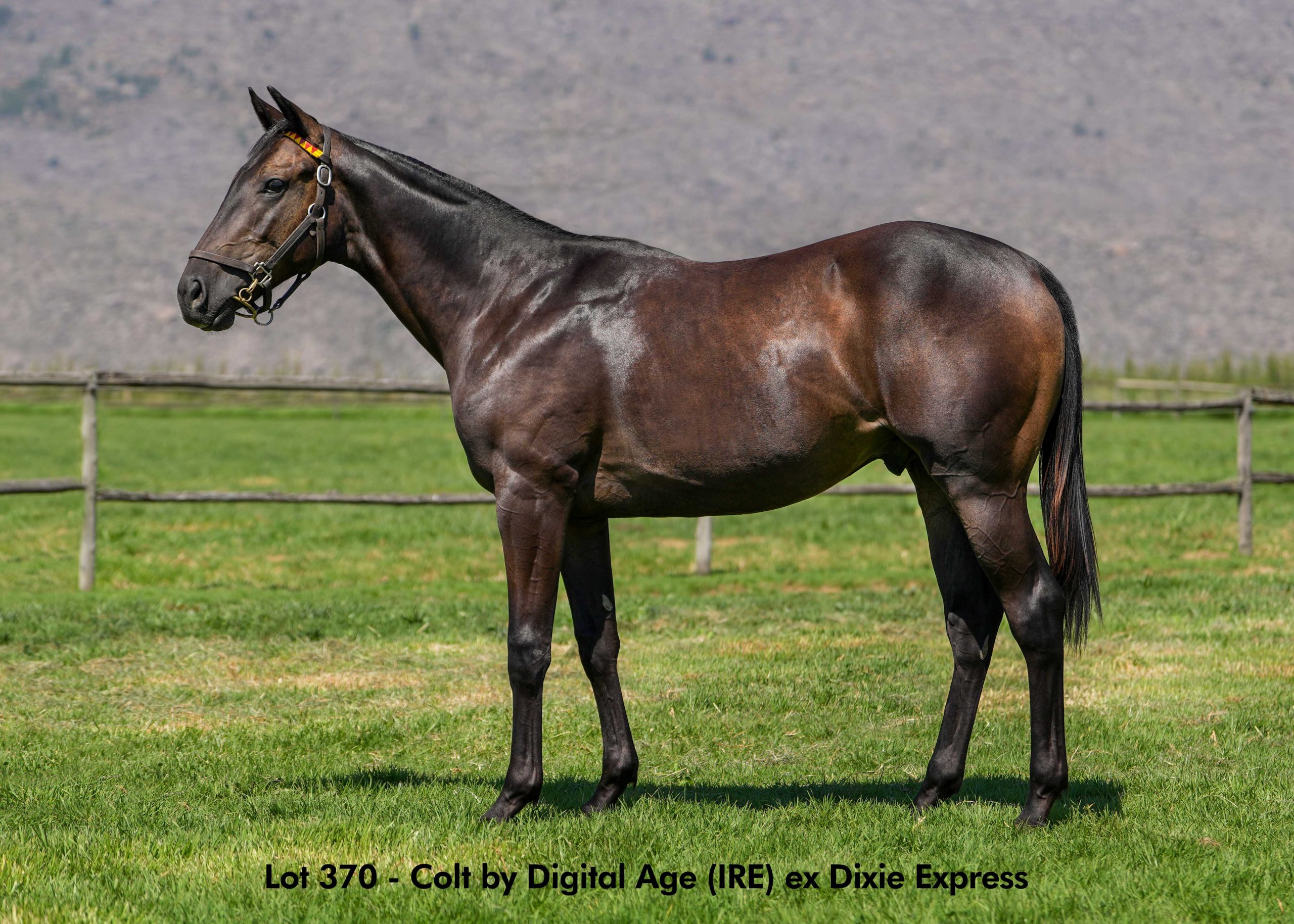 Lot 370