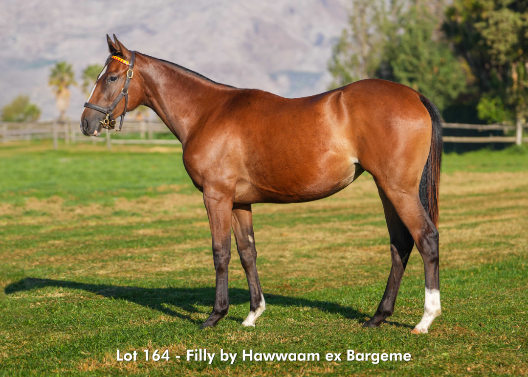 Sales - June 2026 - Lot 164