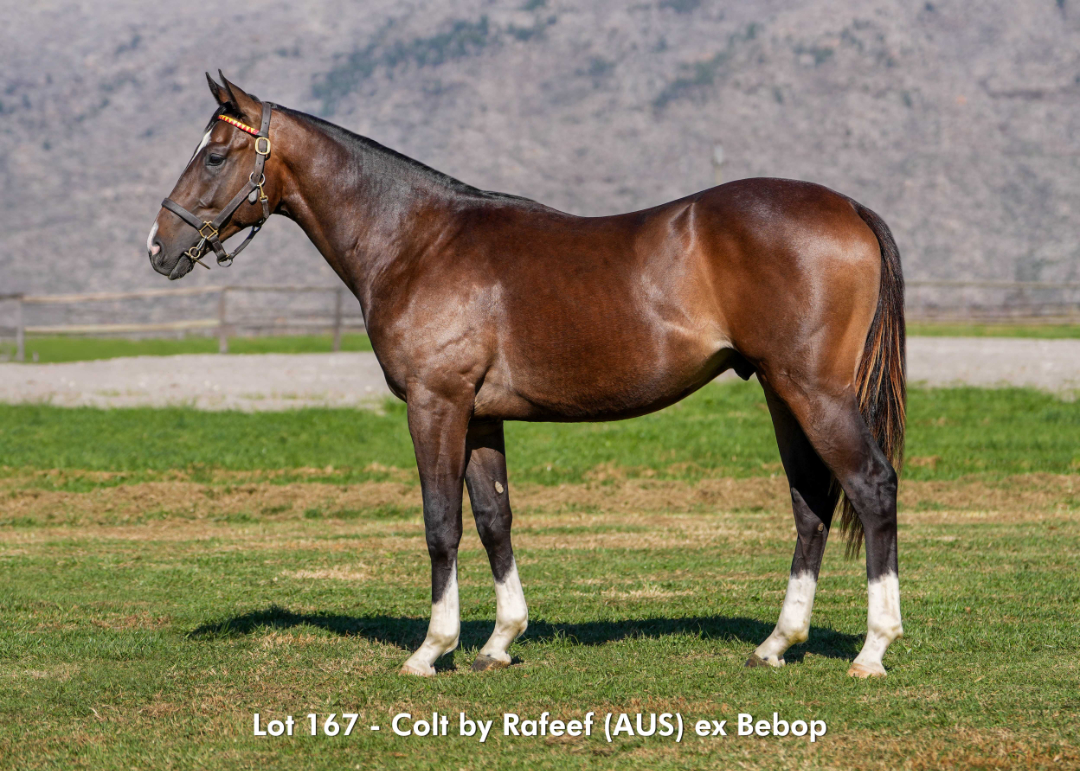 Sales - June 2026 - Lot 167