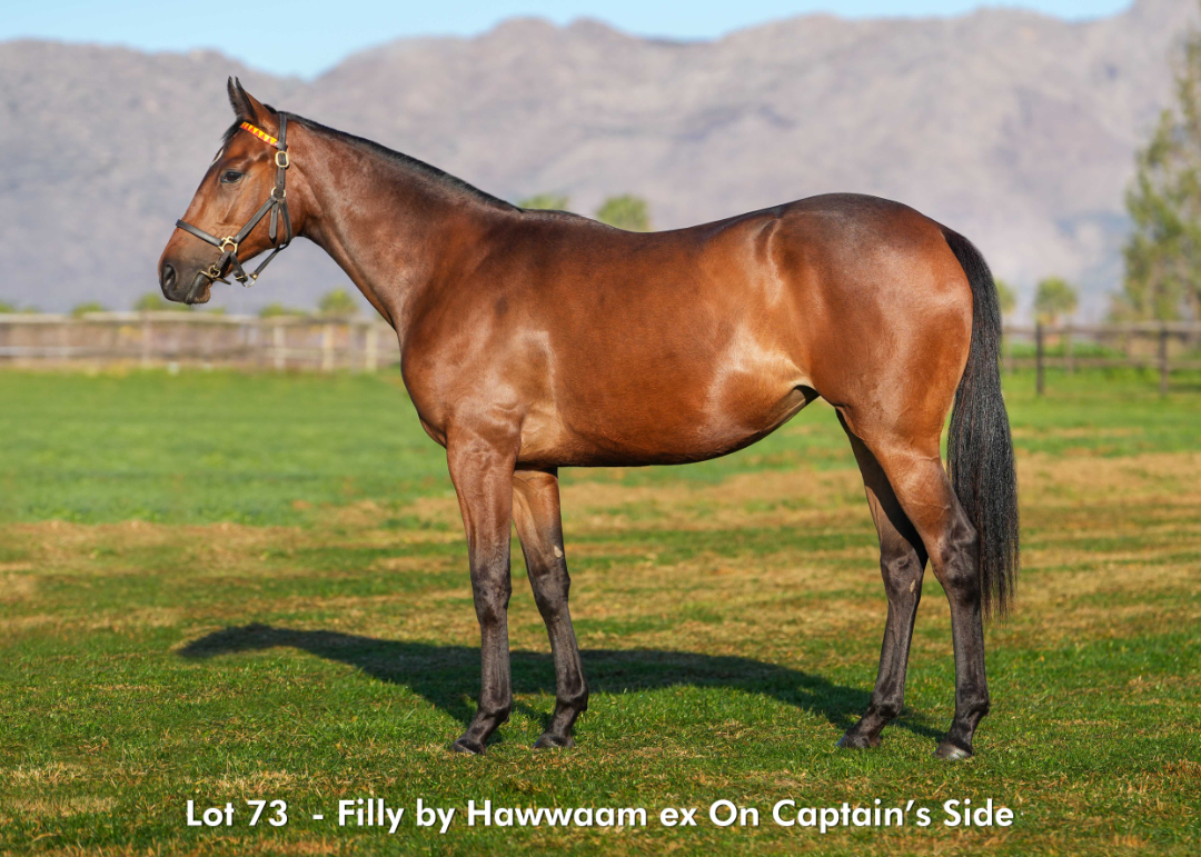 Sales - June 2026 - Lot 73