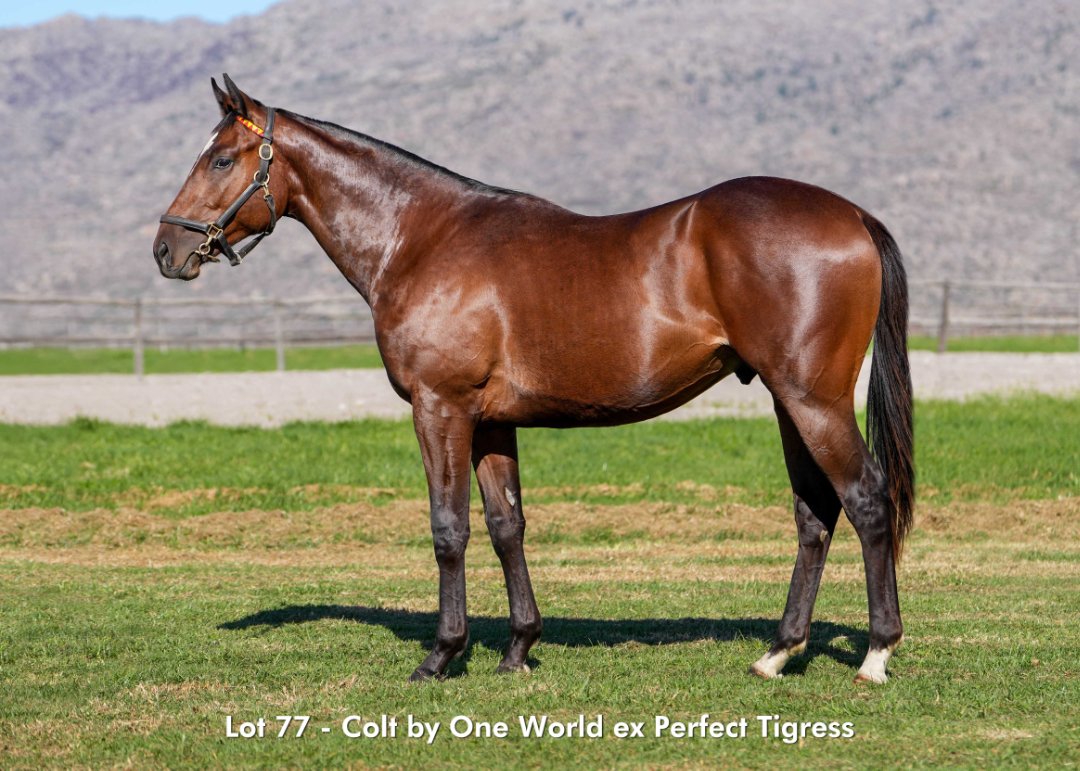 Sales - June 2026 - Lot 77
