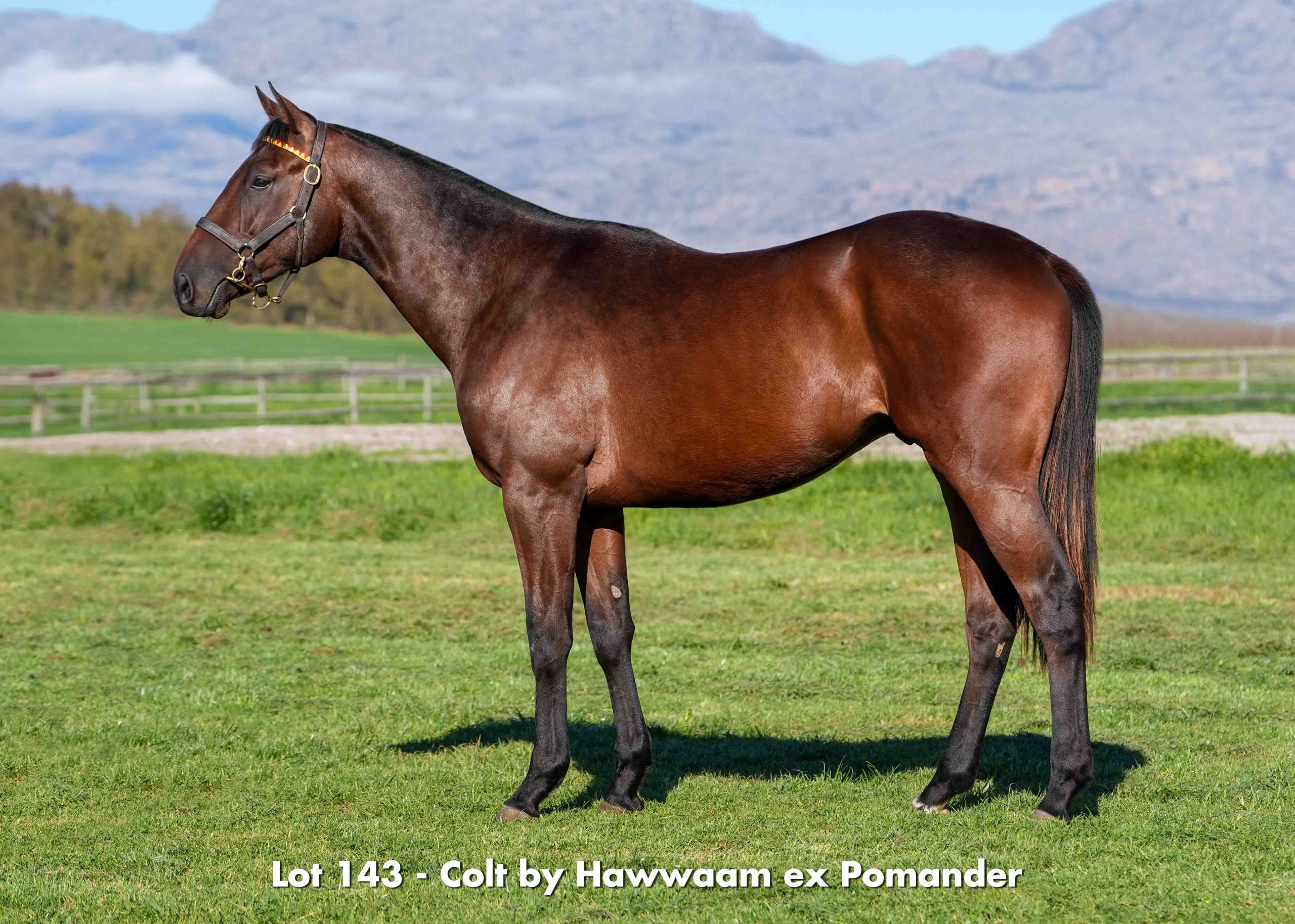 Lot 143