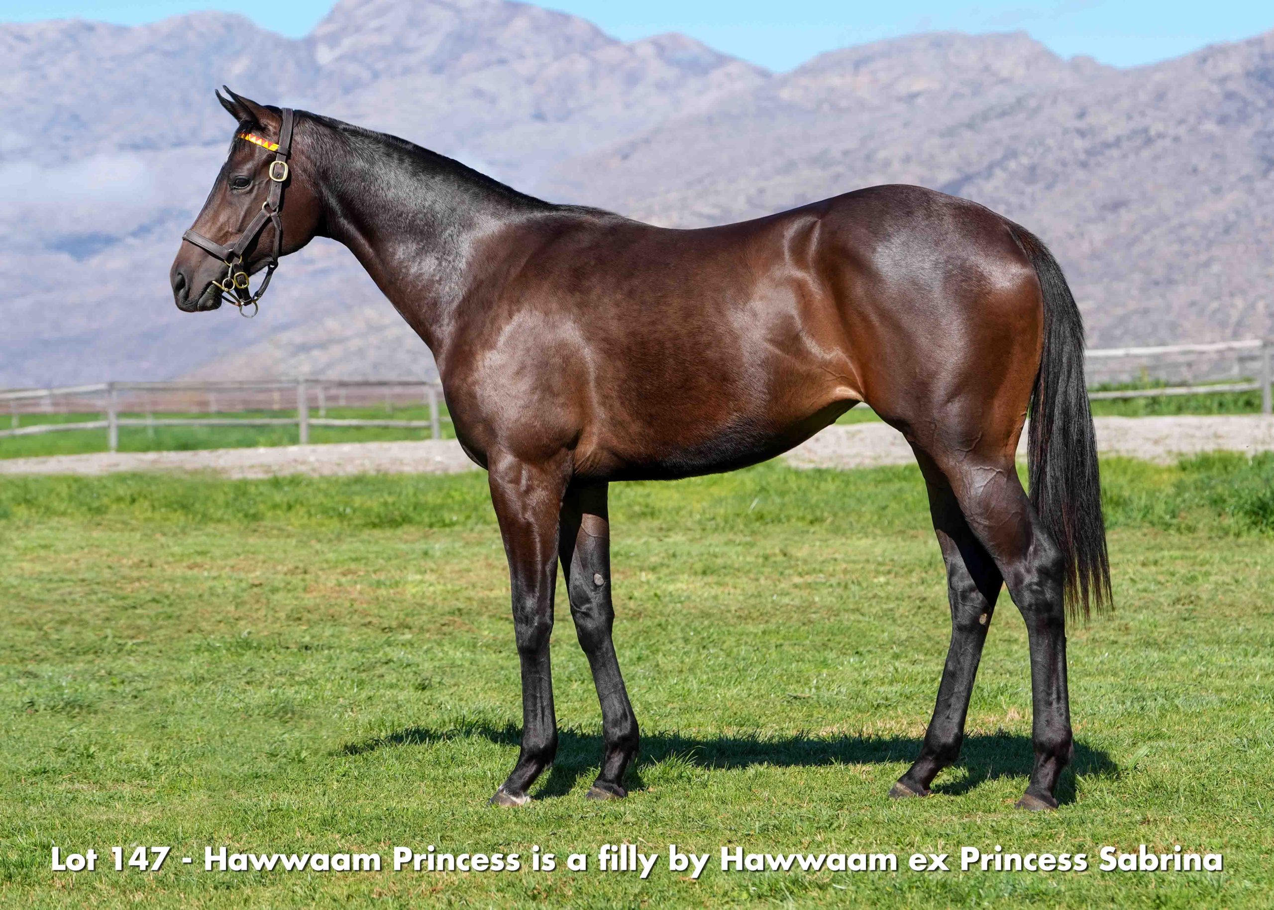 boland-stud-sales-2026-august-lot147 Lot 147