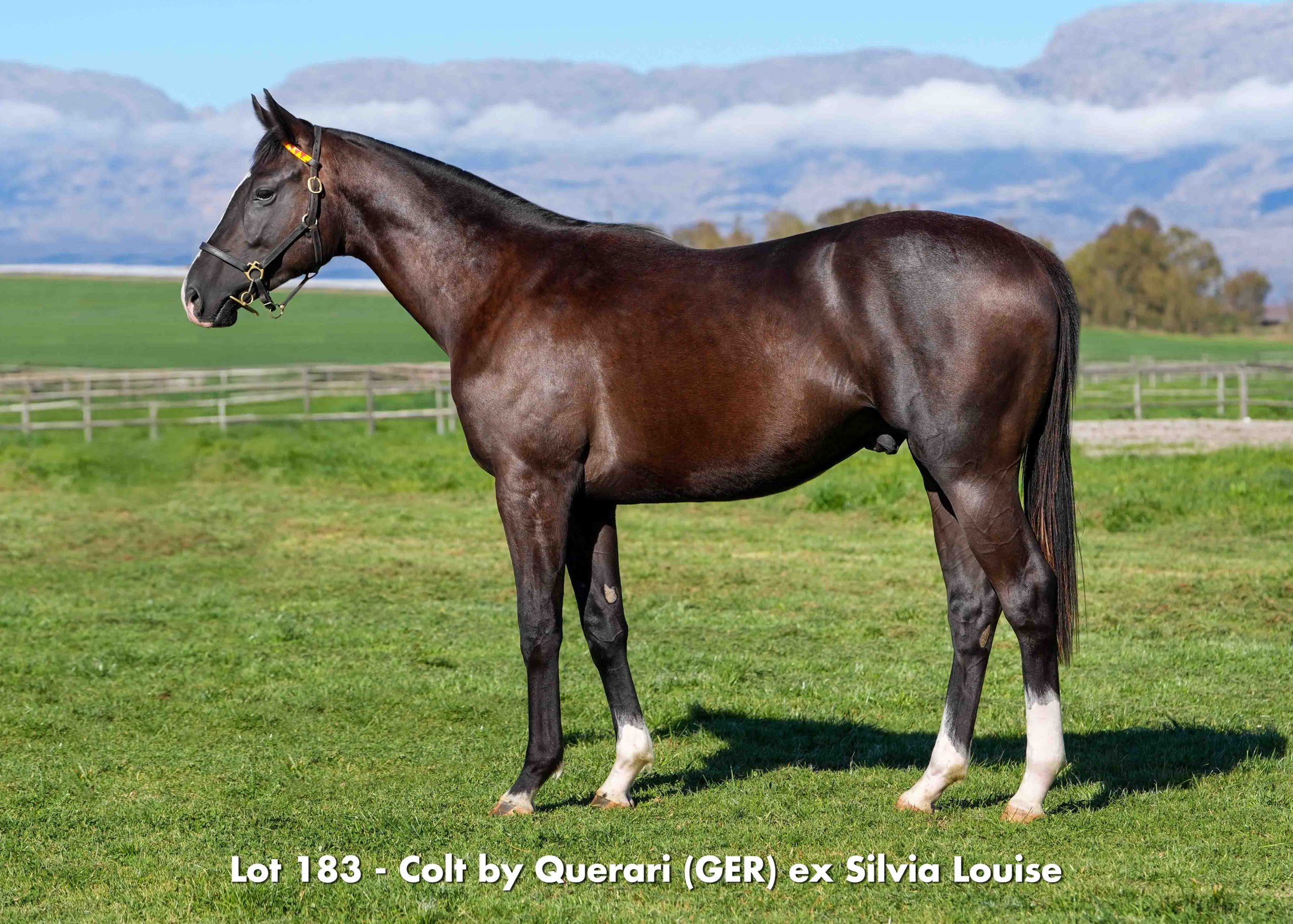 Lot 183
