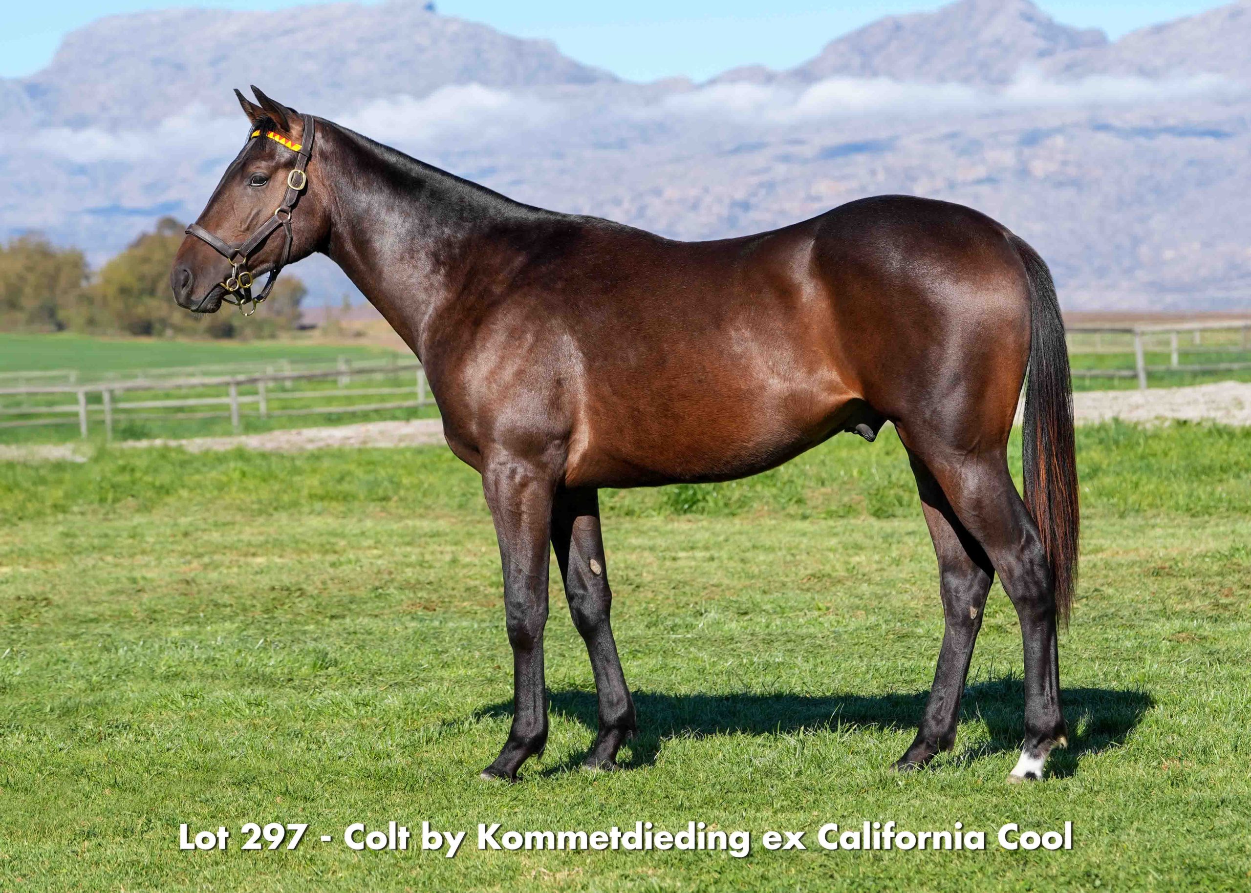 Lot 297