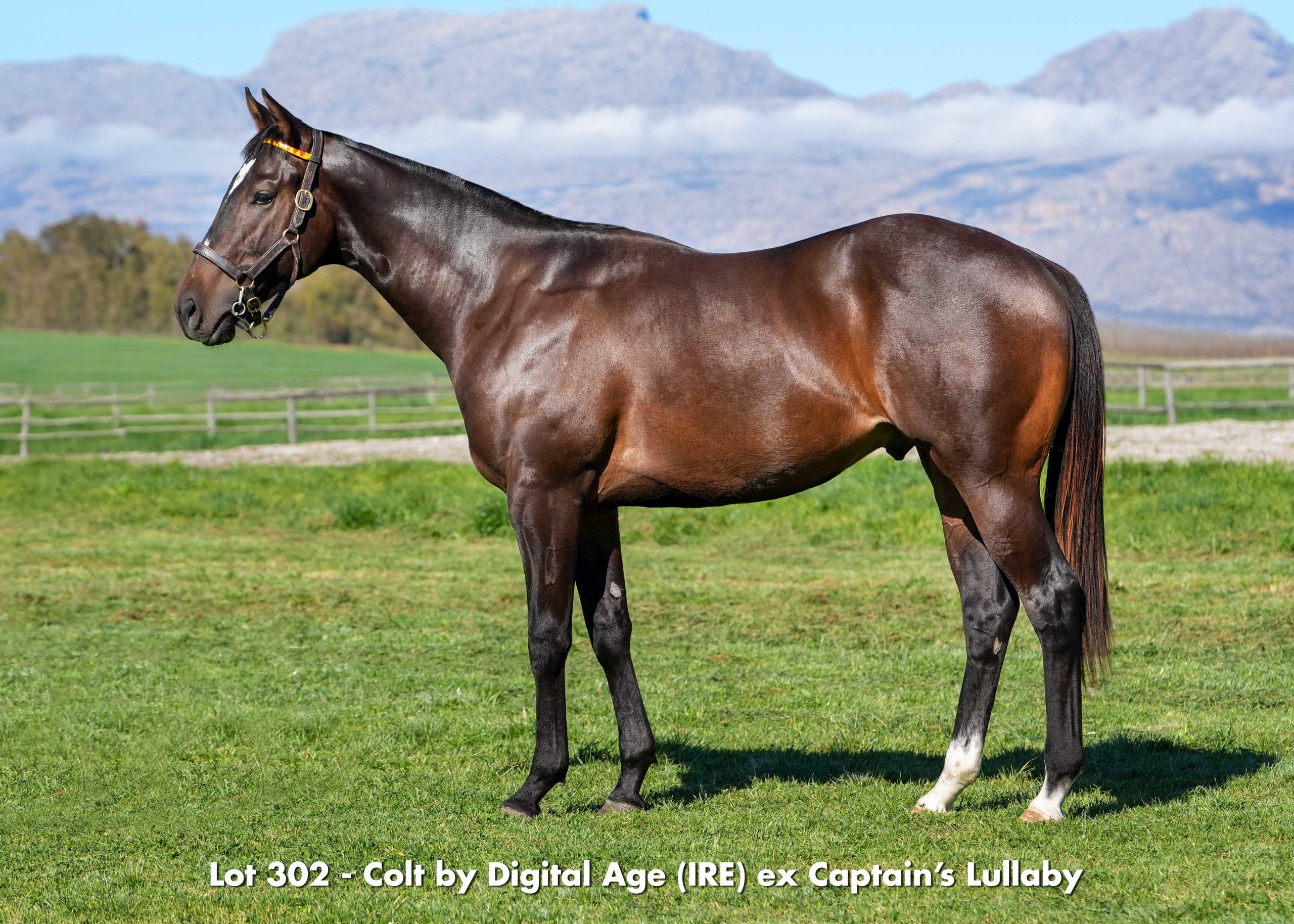 boland-stud-sales-2026-august-lot302 Lot 302