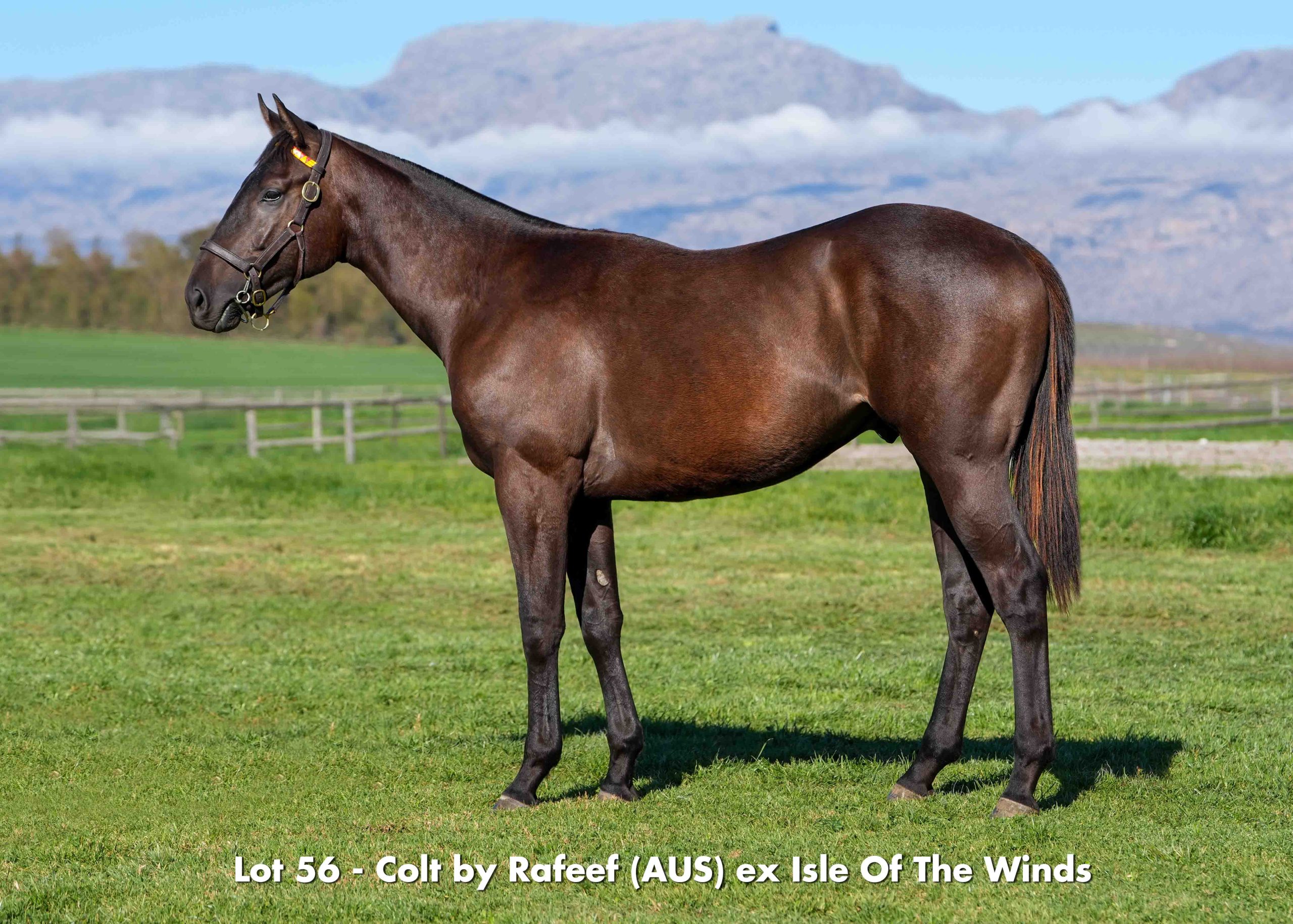 Sales - August 2026 - Lot 56