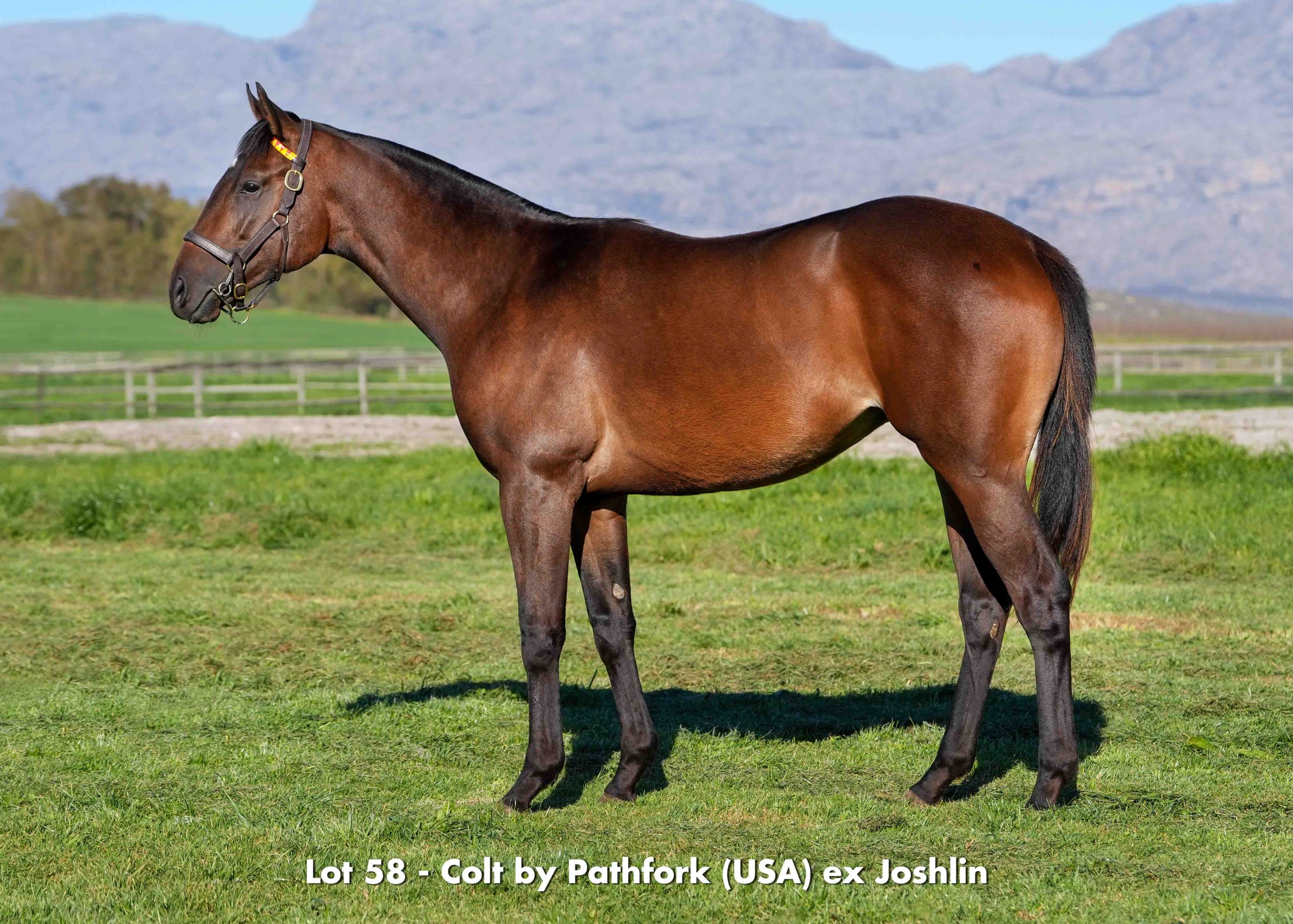 boland-stud-sales-2026-august-lot58 Sales - August 2026 - Lot 58