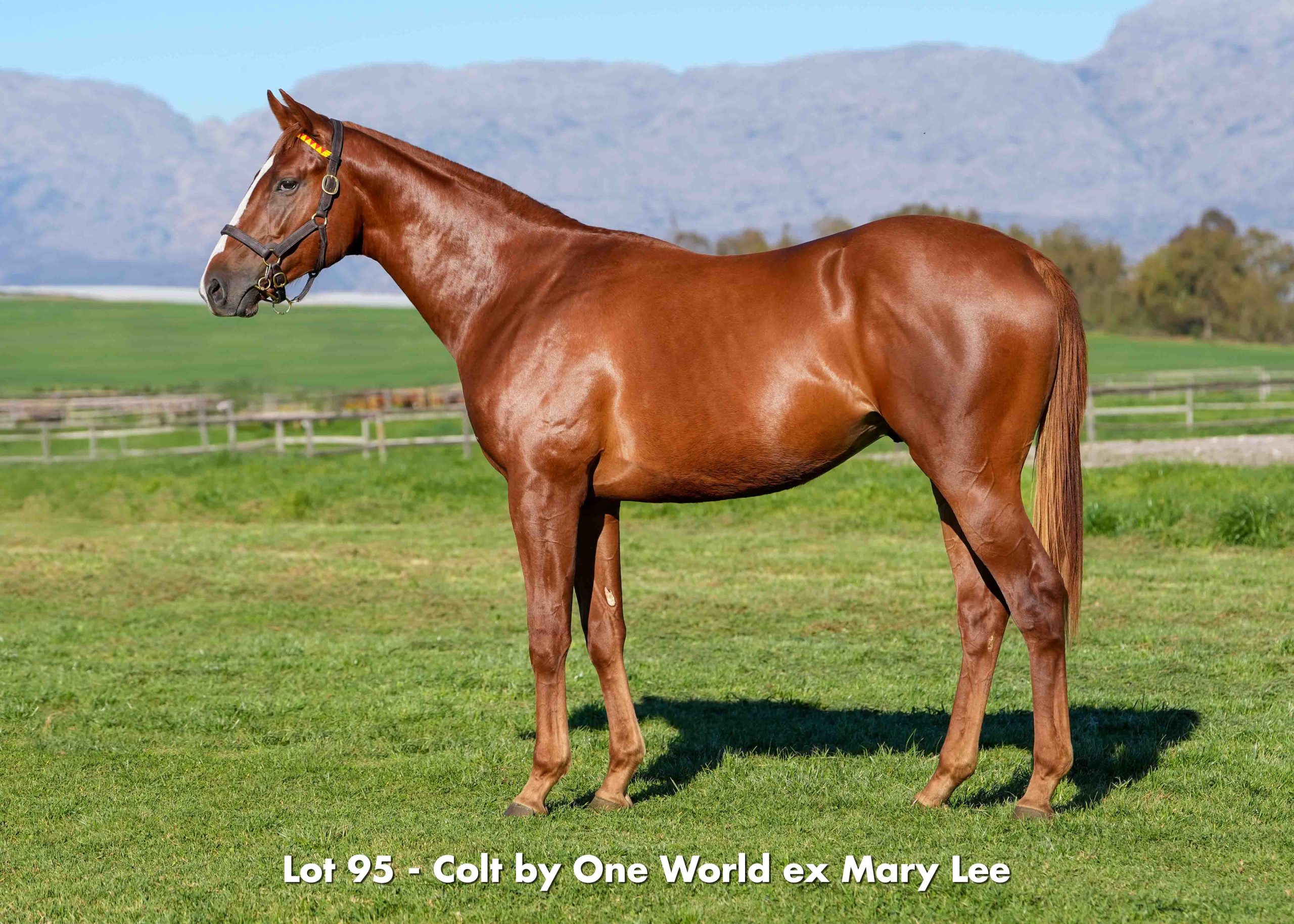 boland-stud-sales-2026-august-lot95 boland-stud-sales-2026-august-lot95